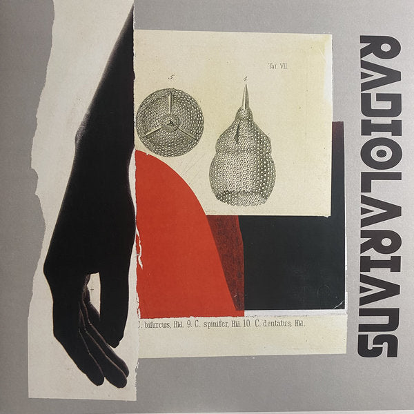 Radiolarians – Radiolarians